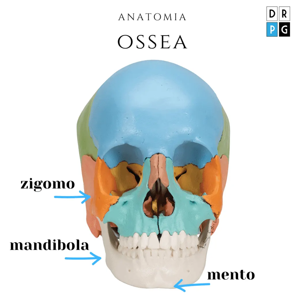 struttura ossea del viso per face contouring: zigomi, mandibola, mento