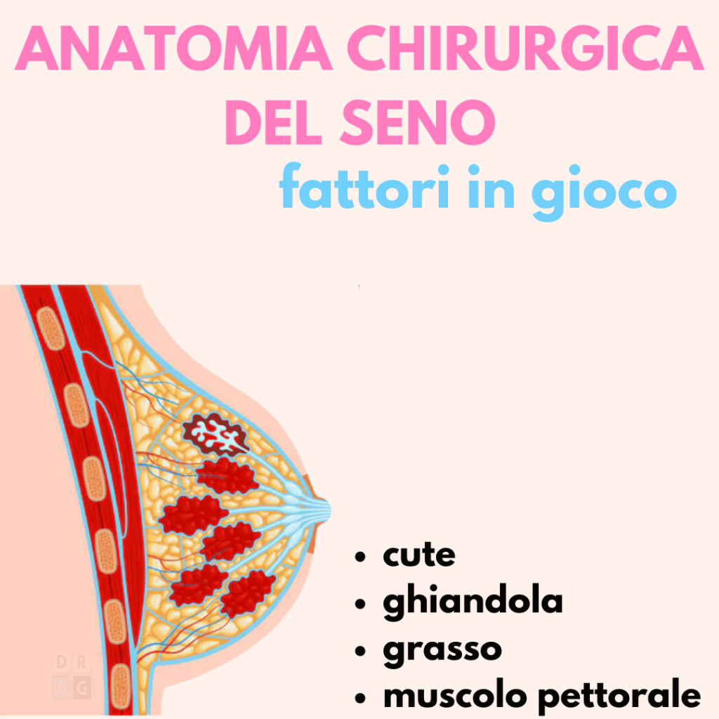 anatomia chirurgica del seno con cute ghiandola grasso e muscolo pettorale per scelta del piano nella mastoplastica additiva